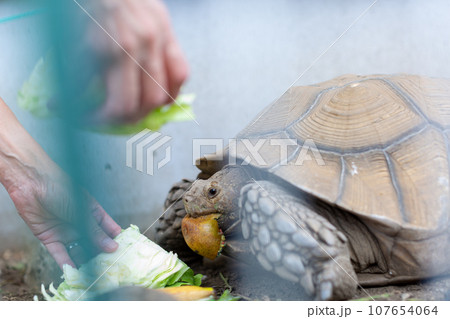 ケヅメ陸ガメ ヘルマンリクガメ 陸亀 ケヅメ陸ガメ ヘルマンリクガメ 陸亀 107654064