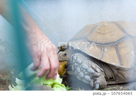 ケヅメ陸ガメ　ヘルマンリクガメ　陸亀 107654065