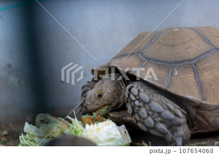 ケヅメ陸ガメ　ヘルマンリクガメ　陸亀 107654068