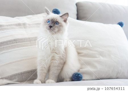 ソファーでくつろぐ白い猫 107654311