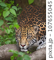 pouching_jaguar 107655045