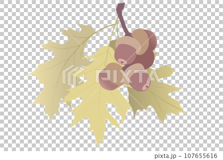 アカガシワの葉とドングリのイラスト 107655616