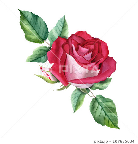 A watercolor composition with red rose bloom bud and leaves. Illustration isolated on white for cards invitation clipart 107655634