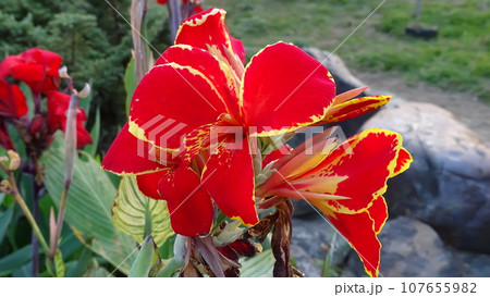 花 フラワー お花 107655982