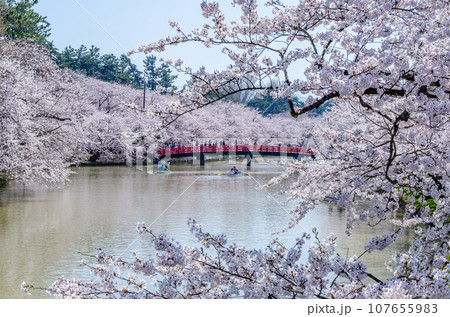 弘前公園の桜満開 107655983