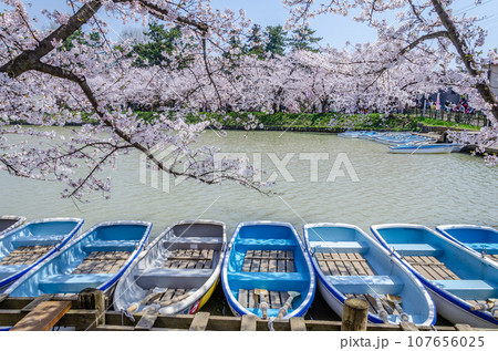 弘前公園の桜満開 弘前公園の桜満開 107656025