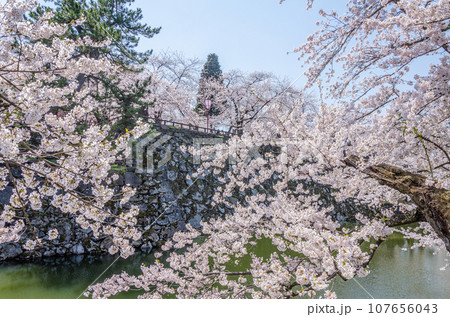 弘前公園の桜満開 107656043