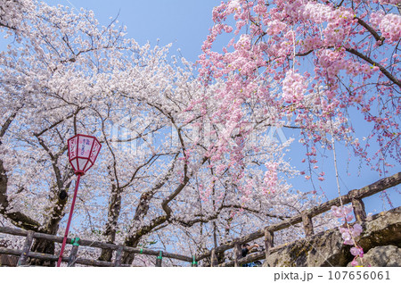 弘前公園の桜満開 107656061