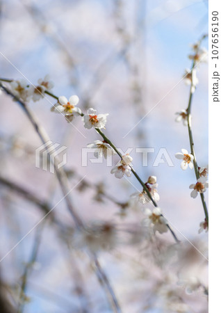 弘前公園の桜満開 弘前公園の桜満開 107656190