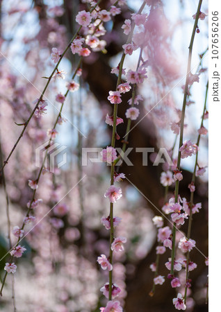 弘前公園の桜満開 弘前公園の桜満開 107656206