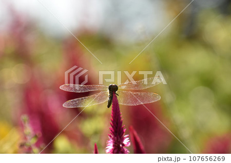 ケイトウの花にとまった赤とんぼ 107656269