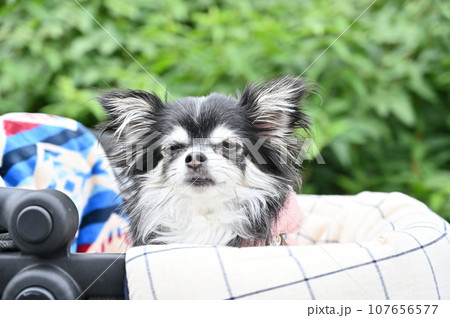 犬用カートでまどろむ犬　モコモコ服を着た可愛いチワワのアップ 107656577