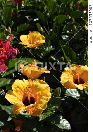 たくさんのハイビスカス 107657082