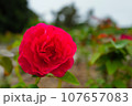 はいからの赤いバラ 107657083