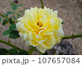 トゥールーズ・ロートレックの黄色いバラ 107657084