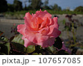 チェリッシュの赤いバラ 107657085