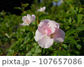 セレッソのピンクのバラ 107657086