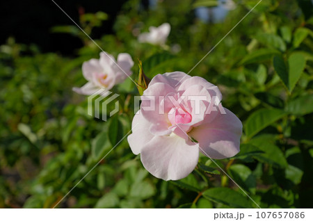 セレッソのピンクのバラ セレッソのピンクのバラ 107657086