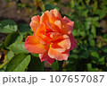 スーブニール・ダンネ・フランクのバラ 107657087