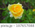 ゴールド・バニーの黄色いバラ 107657088