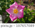 カウンティ・フェアのバラ 107657089
