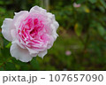 アジュールのピンクのバラ 107657090