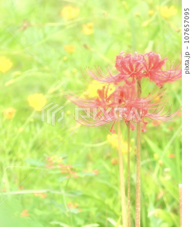 彼岸花と草花 彼岸花と草花 107657095