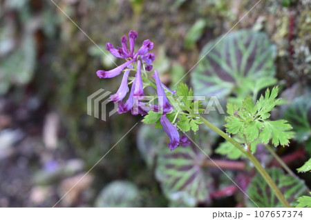ムラサキケマン 107657374