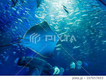 水族館(しまね海洋館アクアス、島根県浜田市・江津市) 水族館(しまね海洋館アクアス、島根県浜田市・江津市) 107657603