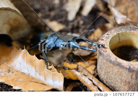 ギラファノコギリクワガタ クワガタ 昆虫 ギラファノコギリクワガタ クワガタ 昆虫 107657727