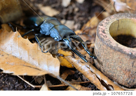 ギラファノコギリクワガタ クワガタ 昆虫 ギラファノコギリクワガタ クワガタ 昆虫 107657728
