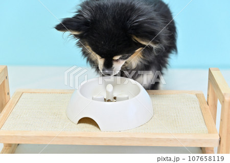 シニアチワワの食事　ドッグフード　グレインフリー　グルテンフリー 107658119