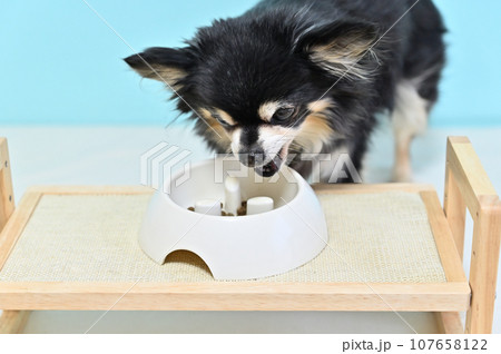 シニアチワワの食事　ドッグフード　グレインフリー　グルテンフリー 107658122