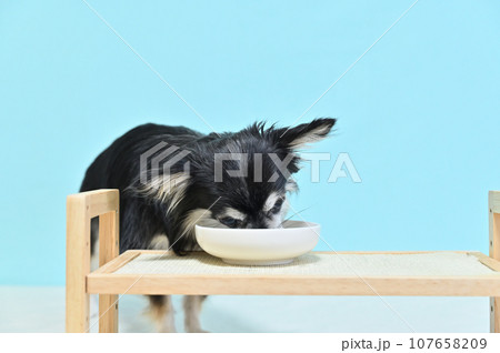 チワワの食事　ドッグフード　グレインフリー　グルテンフリー 107658209