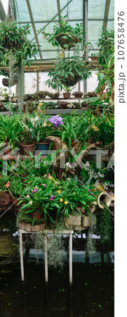 stand with various tropical moisture-loving plants over a pond in a greenhouse 107658476