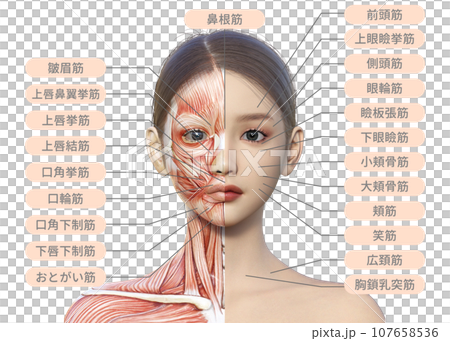 右半分が筋肉解剖図の女性の顔正面アップのイラスト 107658536