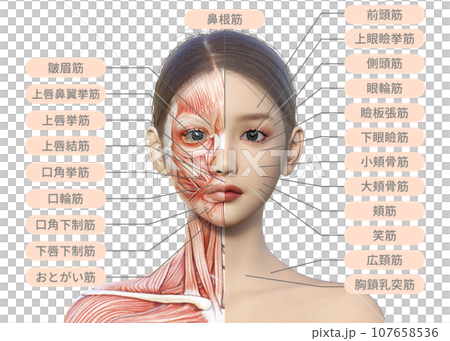 右半分が筋肉解剖図の女性の顔正面アップのイラスト 右半分が筋肉解剖図の女性の顔正面アップのイラスト 107658536