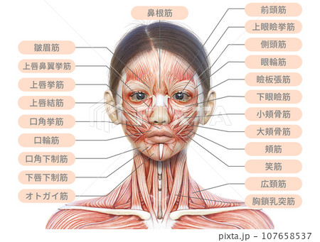 女性の顔正面アップの筋肉解剖図のイラスト 107658537