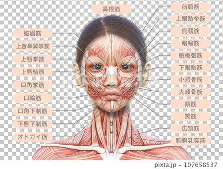 女性の顔正面アップの筋肉解剖図のイラスト 107658537
