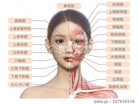 左半分が筋肉解剖図の女性の顔正面アップのイラスト 107658539