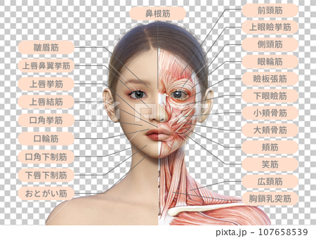 左半分が筋肉解剖図の女性の顔正面アップのイラスト 107658539