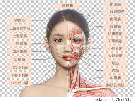 女性臉部正面特寫插圖,左半部顯示肌肉解剖結構 女性臉部正面特寫插圖,左半部顯示肌肉解剖結構 107658539