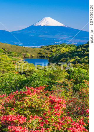 (静岡県)ヤマツツジ咲く箱根玄岳から眺める雪化粧した富士山 (静岡県)ヤマツツジ咲く箱根玄岳から眺める雪化粧した富士山 107659226