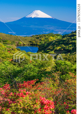 (静岡県)ヤマツツジ咲く箱根玄岳から眺める雪化粧した富士山 (静岡県)ヤマツツジ咲く箱根玄岳から眺める雪化粧した富士山 107659228
