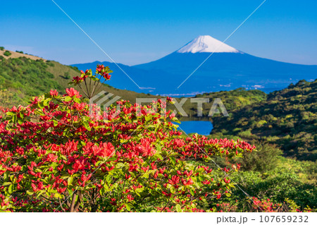 （静岡県）ヤマツツジ咲く箱根玄岳から眺める雪化粧した富士山 107659232
