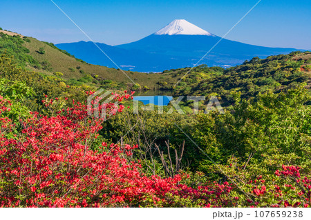 （静岡県）ヤマツツジ咲く箱根玄岳から眺める雪化粧した富士山 107659238