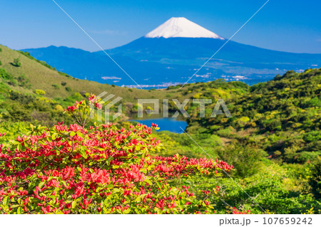 （静岡県）ヤマツツジ咲く箱根玄岳から眺める雪化粧した富士山 107659242