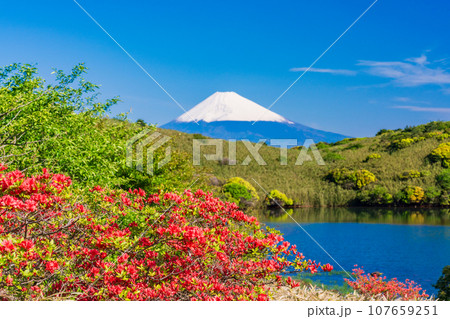 （静岡県）ヤマツツジ咲く箱根玄岳から眺める雪化粧した富士山 107659251