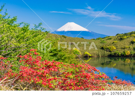 （静岡県）ヤマツツジ咲く箱根玄岳から眺める雪化粧した富士山 107659257