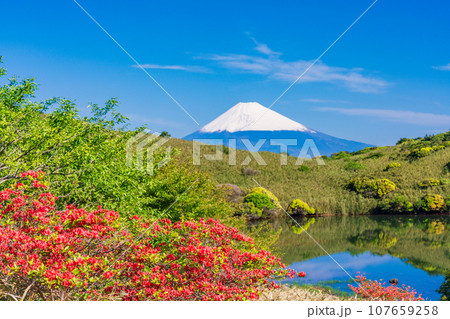 (静岡県)ヤマツツジ咲く箱根玄岳から眺める雪化粧した富士山 (静岡県)ヤマツツジ咲く箱根玄岳から眺める雪化粧した富士山 107659258
